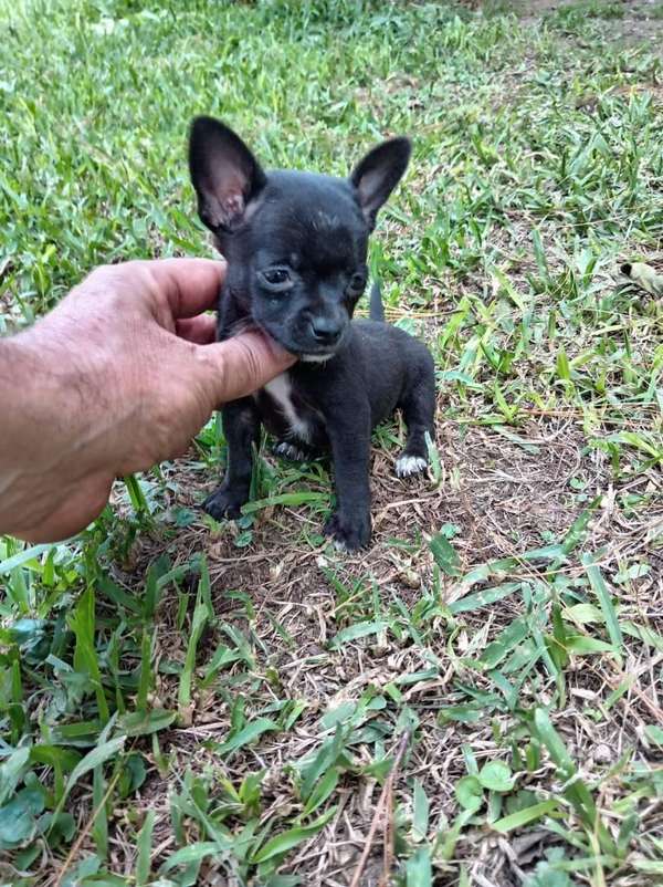 Chihuahuas mini de bolsillo