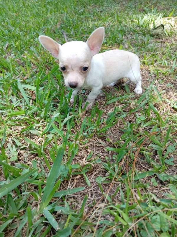 Chihuahuas cabecita de manzana de bolsillo
