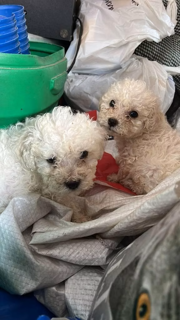 French mini pequeños peluchitos
