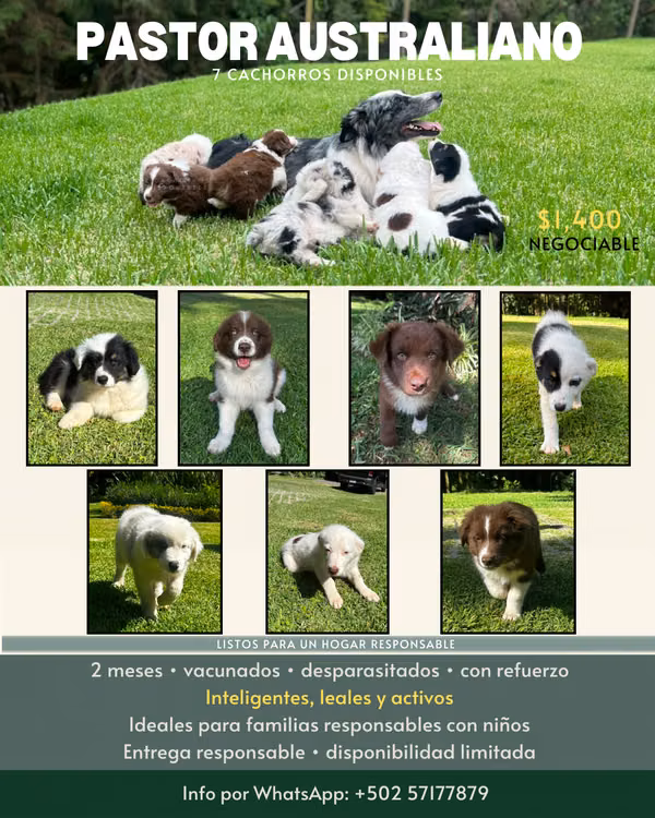 Cachorros Pastor Australiano 2 meses - vacunados y desparasitados