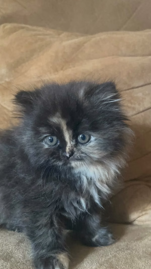 Gato Persa