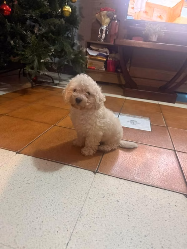 Vendo