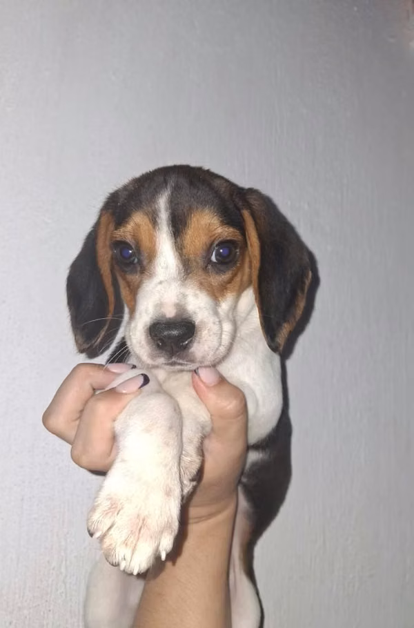 Beagle