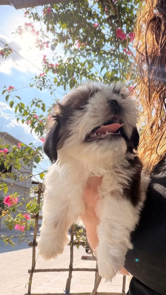 Perrito Shitzu