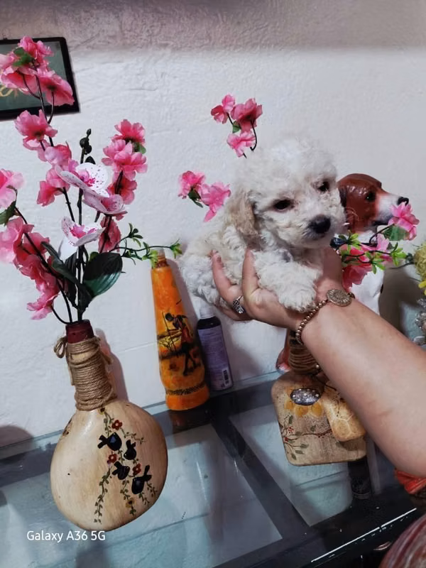 Frensh mini toy