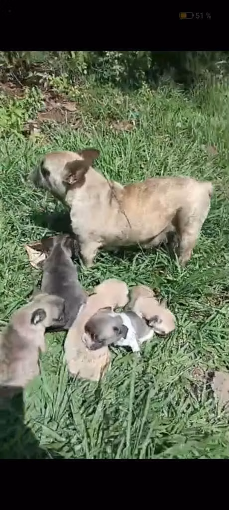 bulldog  frances