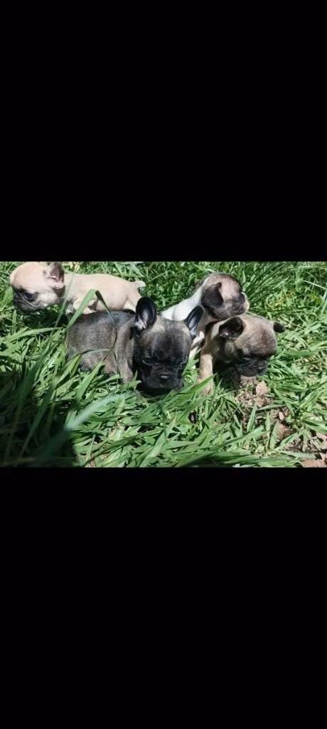 bulldog frances