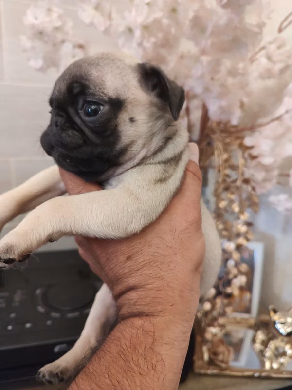 pug