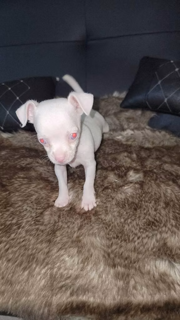 Chihuahua Albino, Cabeza de Manzana