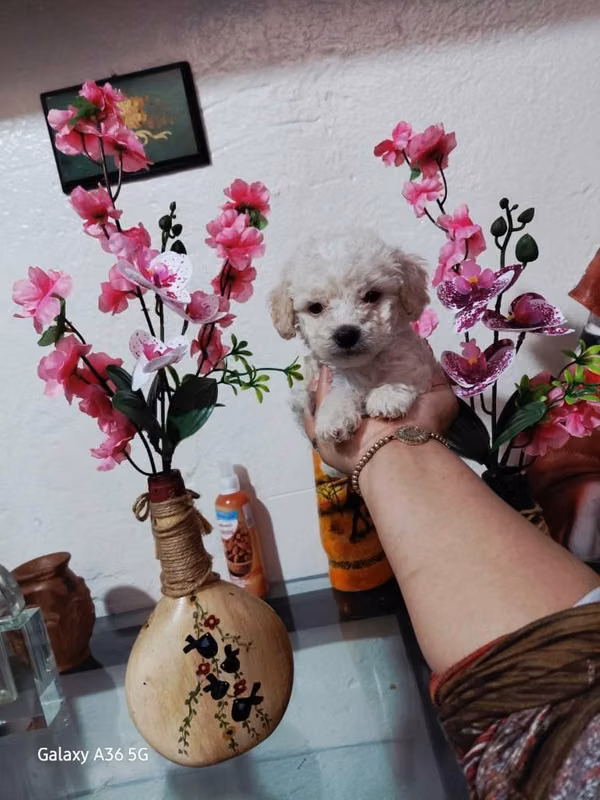 Frensh mini toy