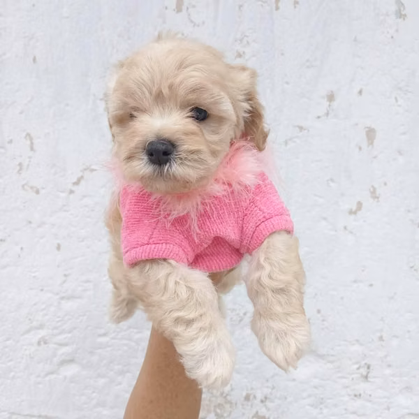 Cachorra Frenchs Minitoy