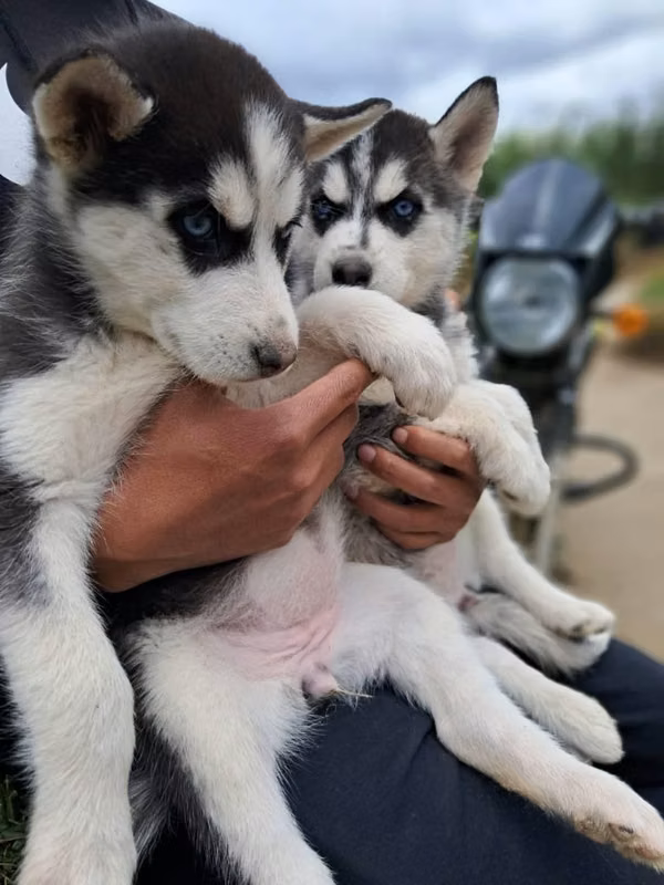 Hosky