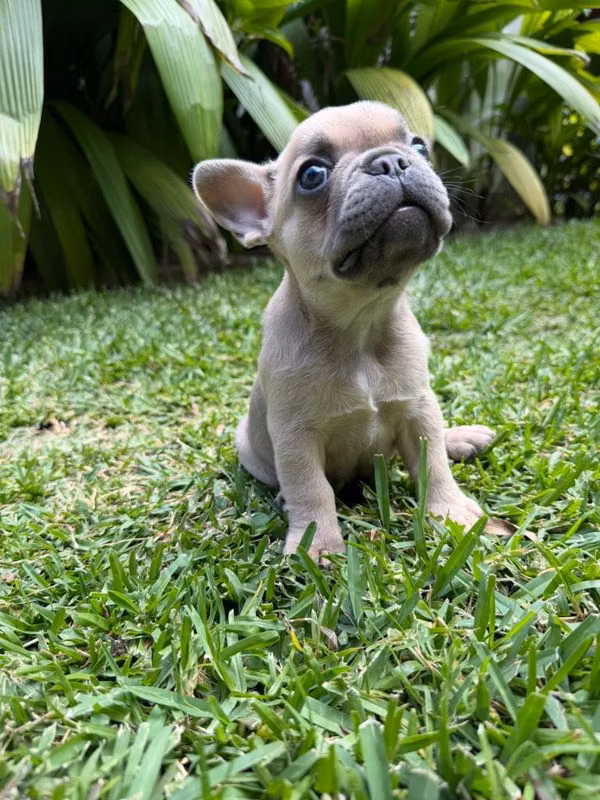 Bulldog Francés Hembrita