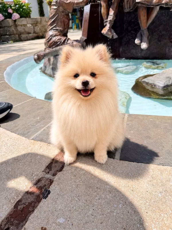 Pomerania