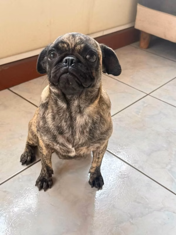 Perrita pug