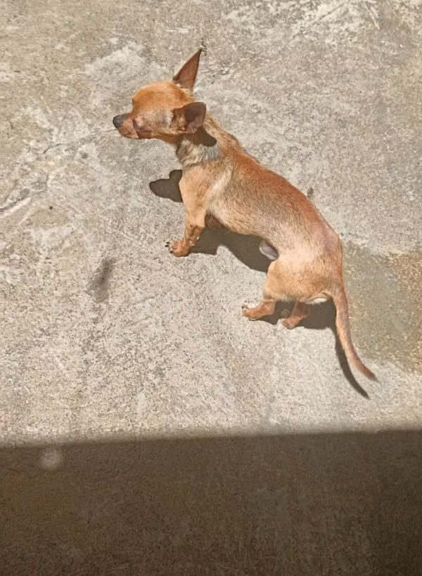 Chihuahua macho mini