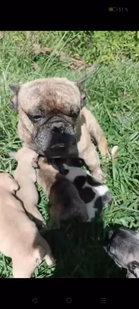bulldog frances
