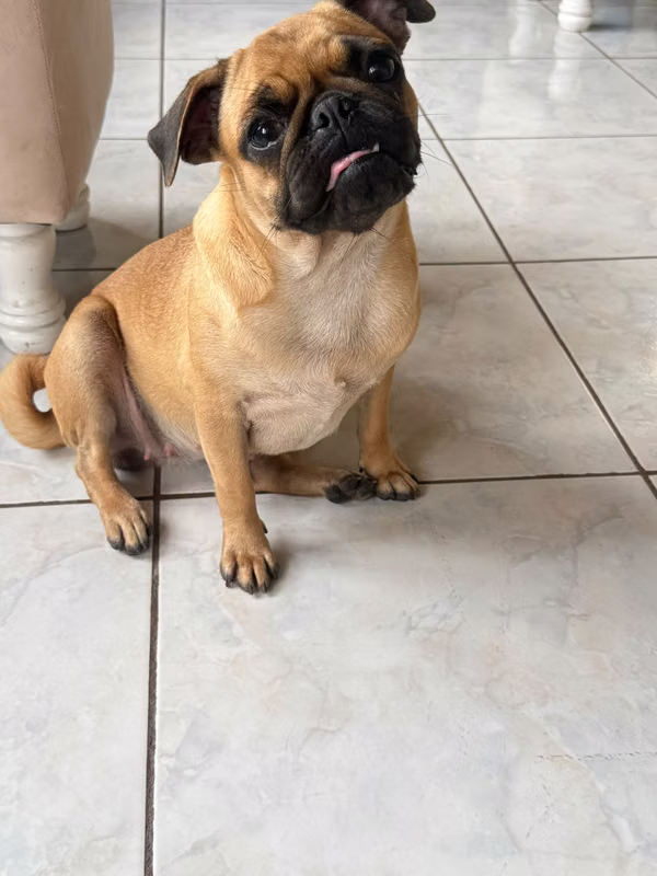 Perrita pug