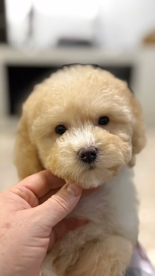 French Poodle