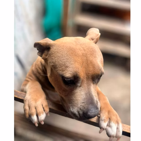 Perrita pitbull