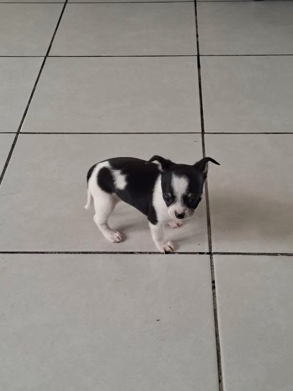 Chihuahuas