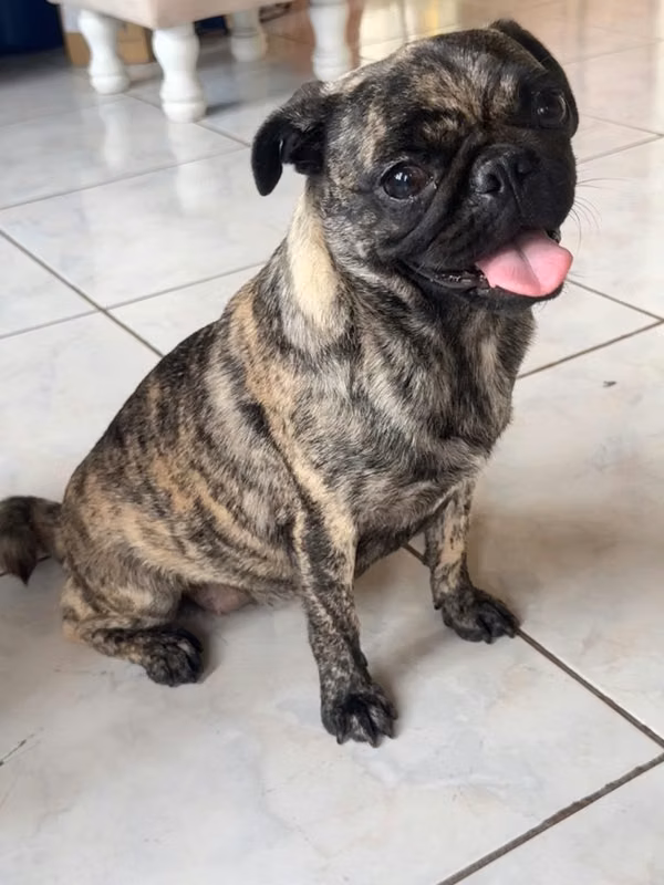 Pug