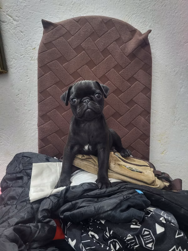 Vendo lindo cachrro puG