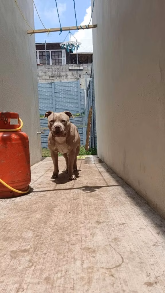 Vendo perros pitbull