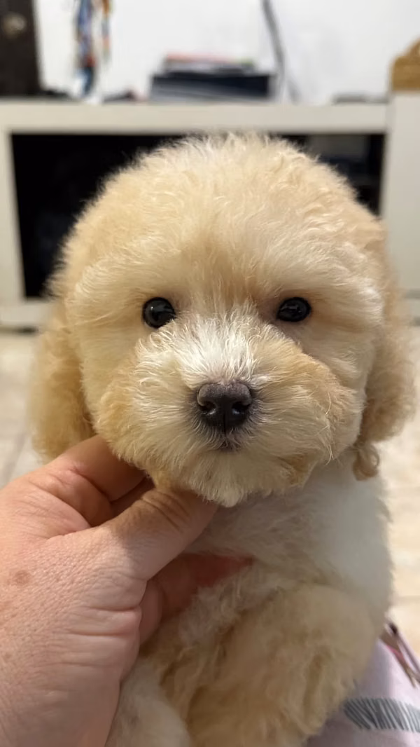 French Poodle