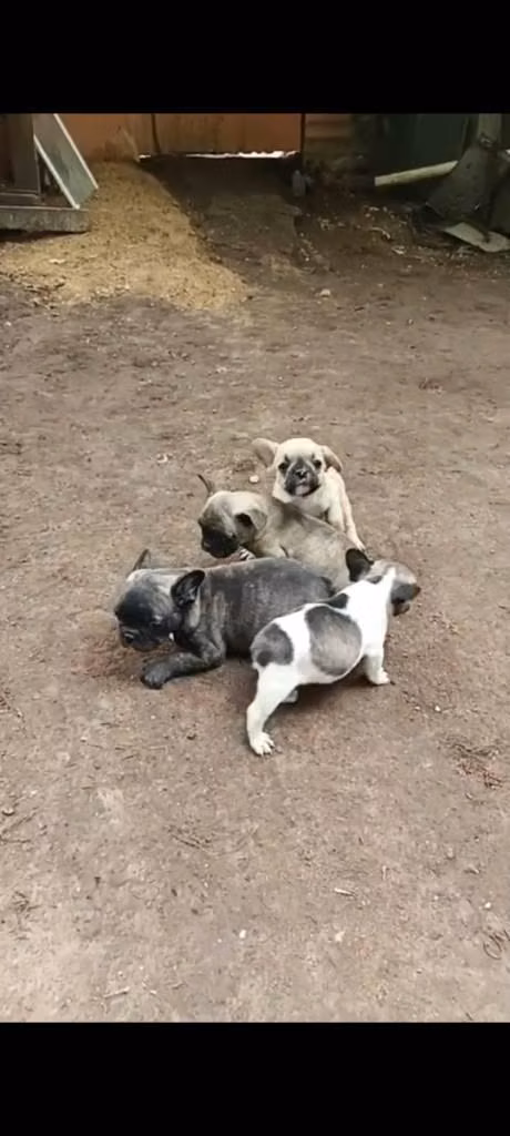 bulldog frances