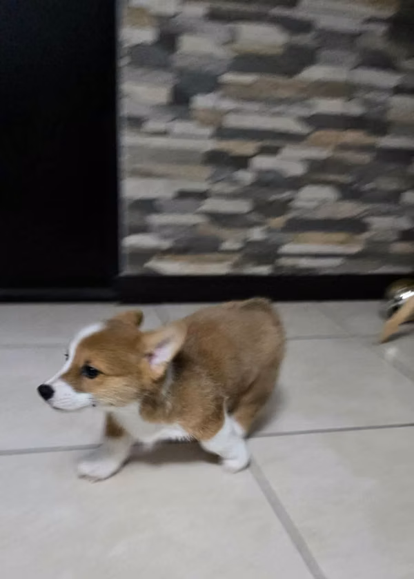 Corgis pedigree A
