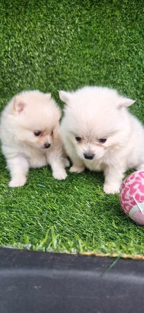 POMERANIA BLANCOS