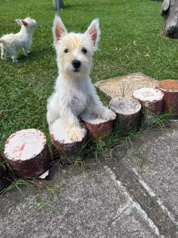West highland terrier pedigri A