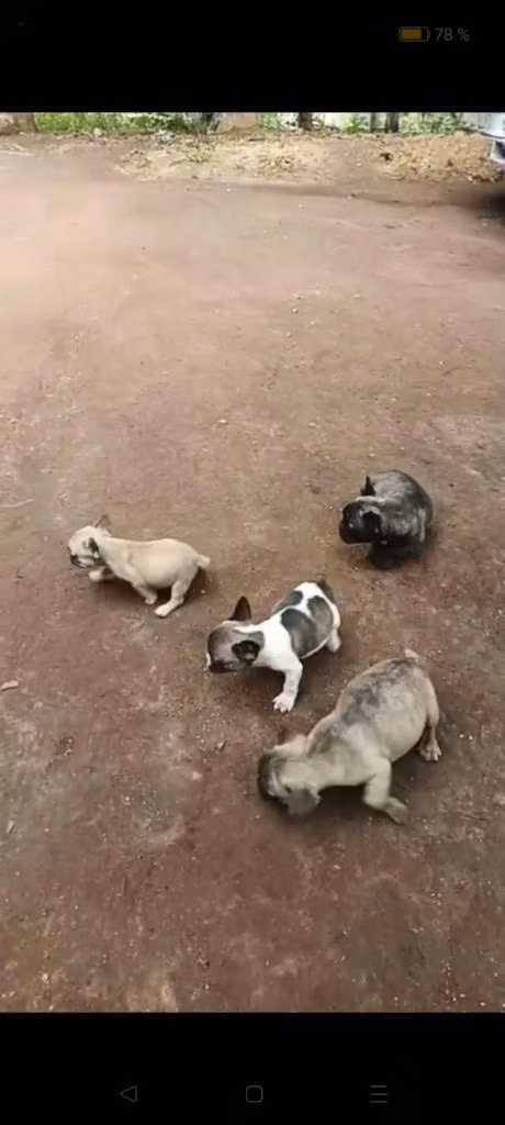 bulldog  frances