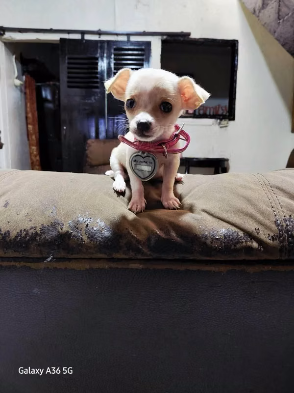 Hermosas Chihuahuas