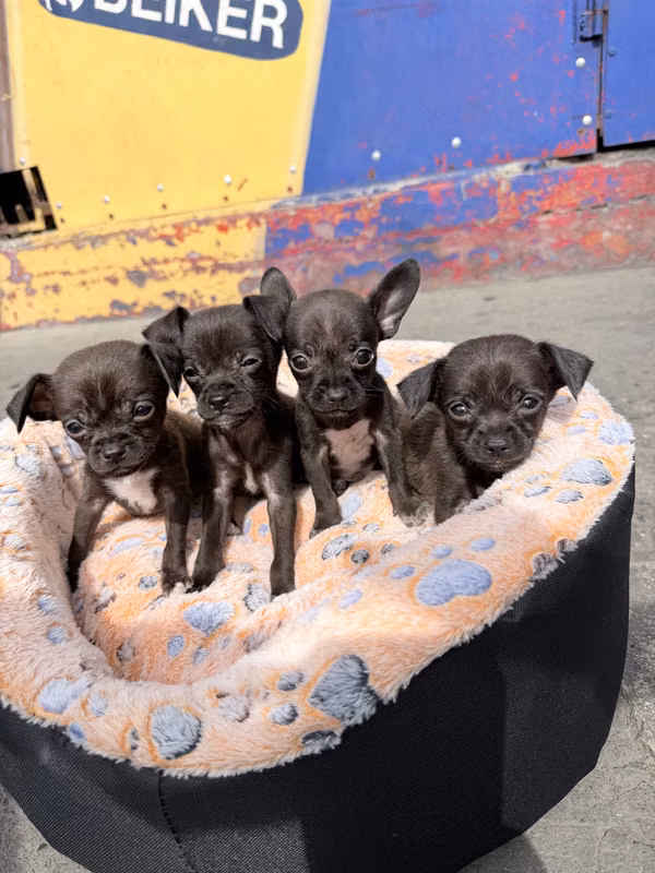Chihuahuas machos o hembras