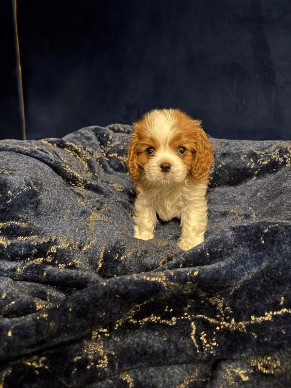 Machos Cavalier King Charles Spaniel