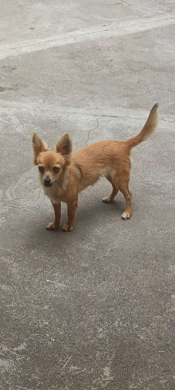 Chihuahua papillon hembra