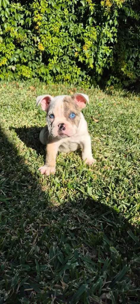 Bulldog ingles exotico