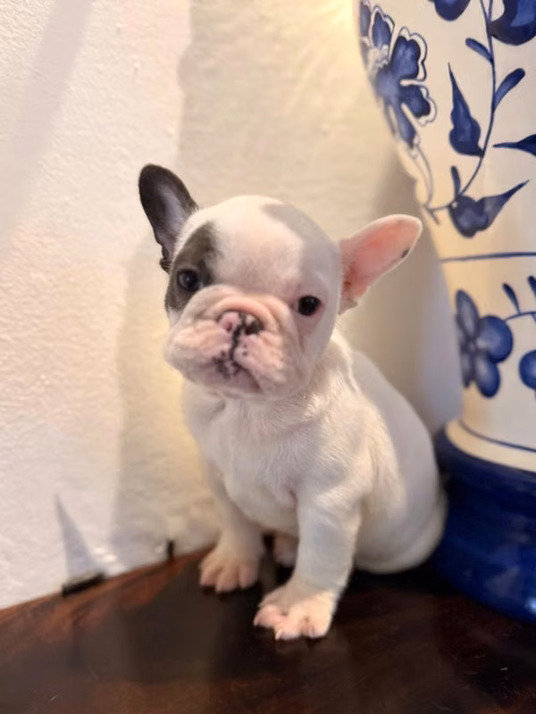 Bulldog Frances