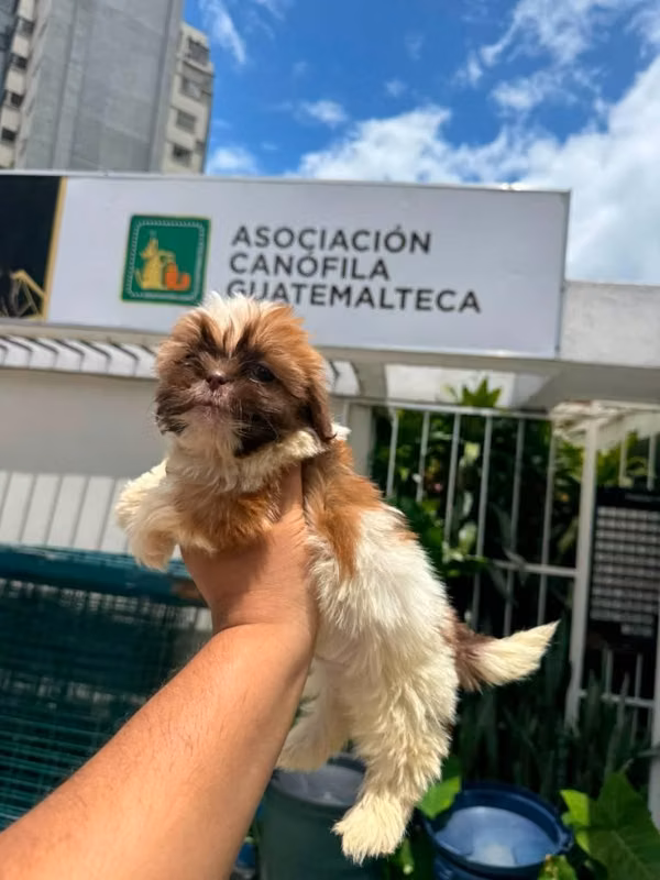Shihtzu pedigrí A