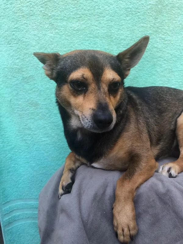 Perro chihuahua