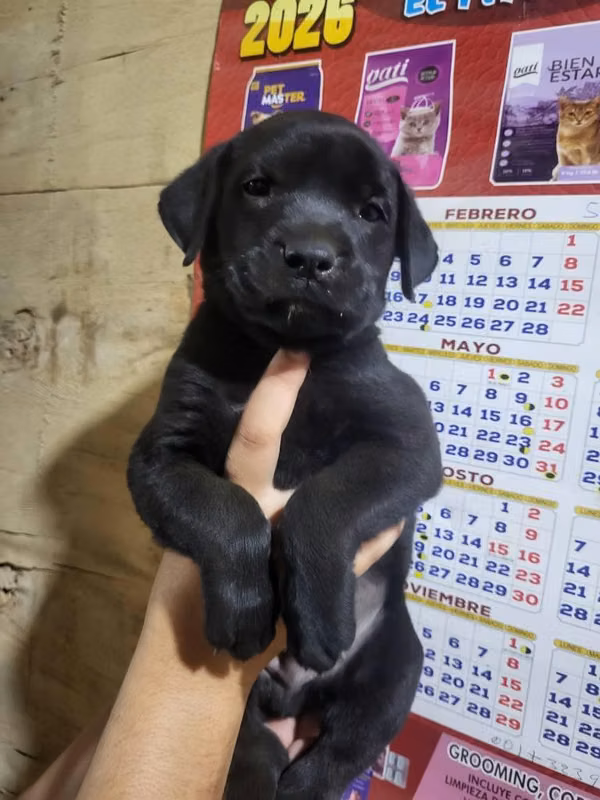 Vendo lindo perro labrador