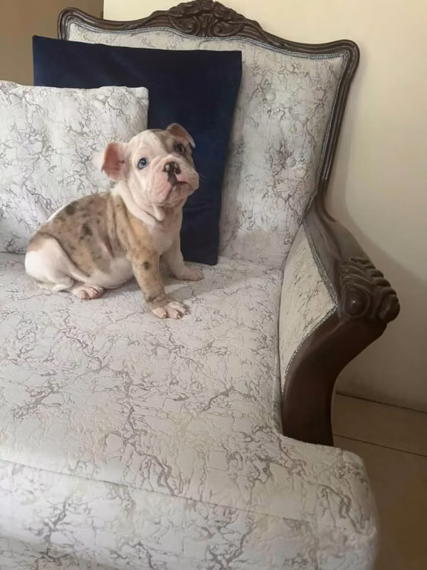 Bulldog ingles merle