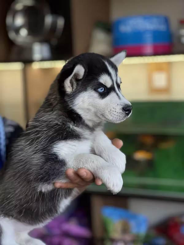Husky