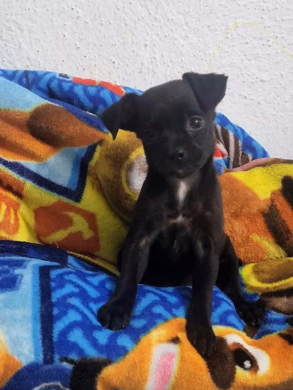 Vendo lindo chiwuawua