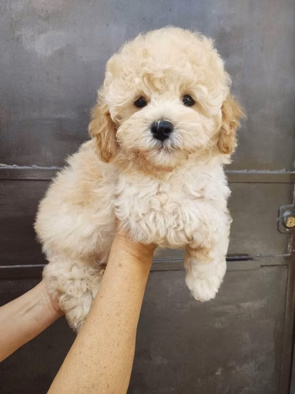 Último cachorrito French MiniToy