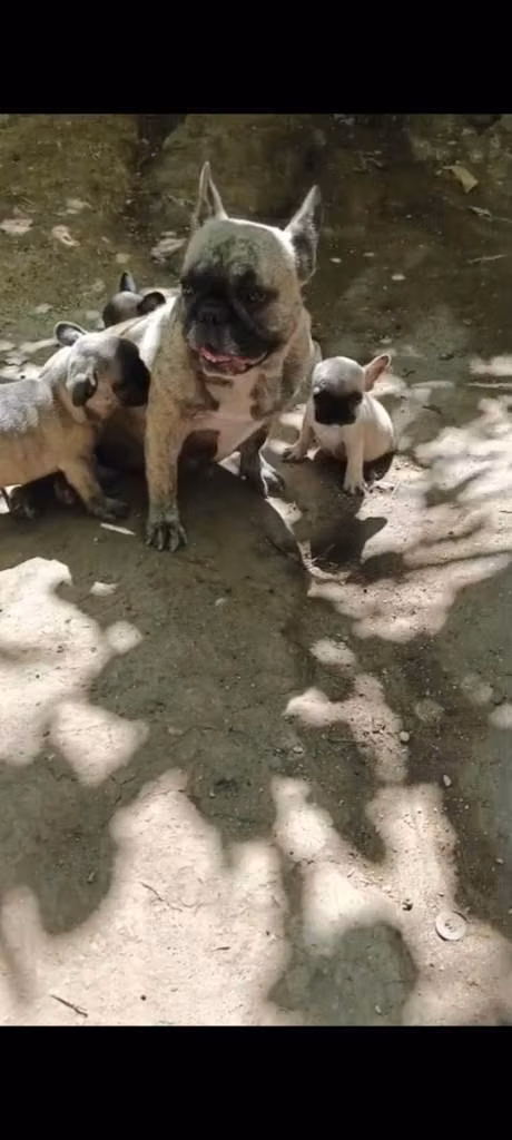 bulldog  frances