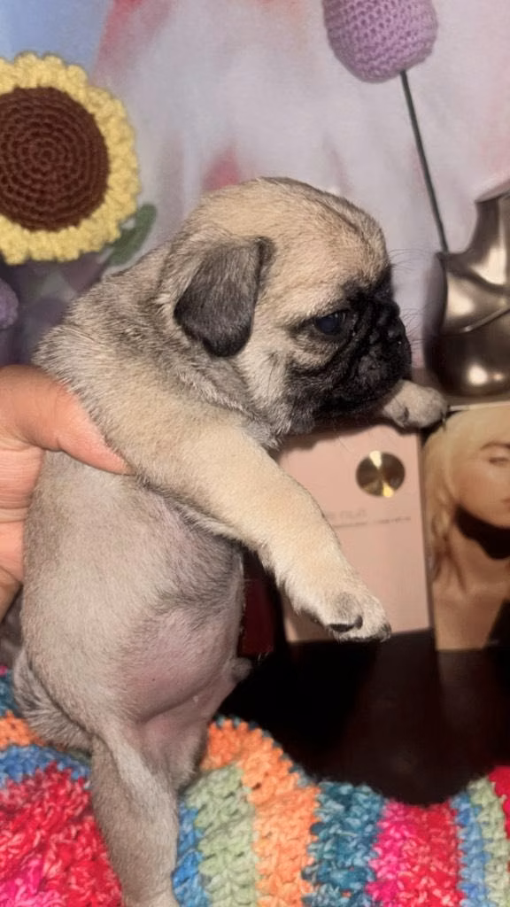 Cachorritos Pug Mini