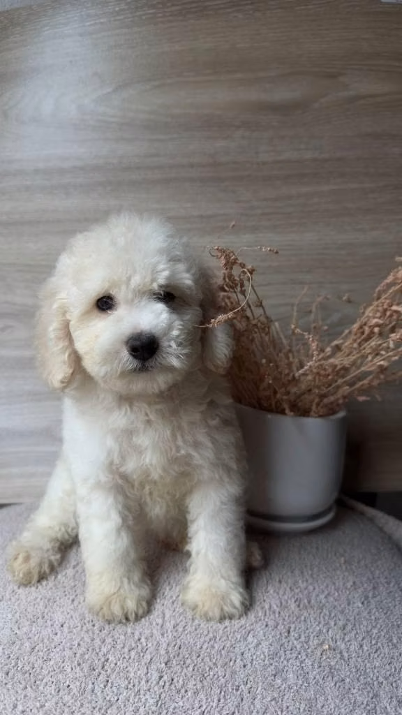 French poodle hembra
